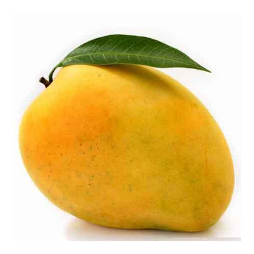 RATNAGIRI ALPHONSO MANGO - KING SIZE : 4 DOZEN