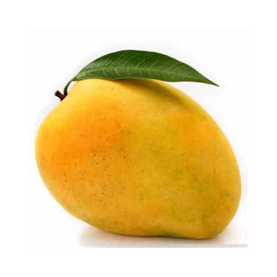 RATNAGIRI ALPHONSO MANGO - KING SIZE : 4 DOZEN