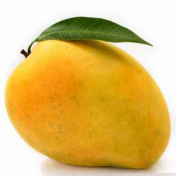 RATNAGIRI ALPHONSO MANGO - KING SIZE : 4 DOZEN