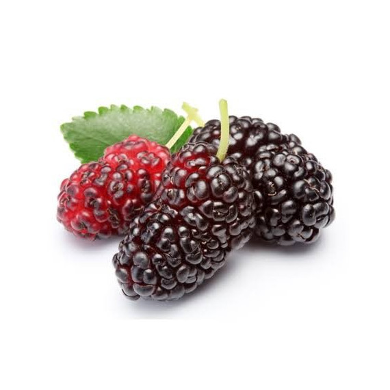 FRESH MULBERRY FRUIT BOX