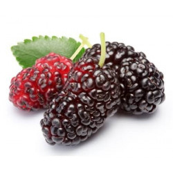 MULBERRY FRUIT BOX