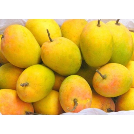 ALPHONSO MANGO - SUPER QUALITY - MEDIUM SIZE : 1 DOZEN