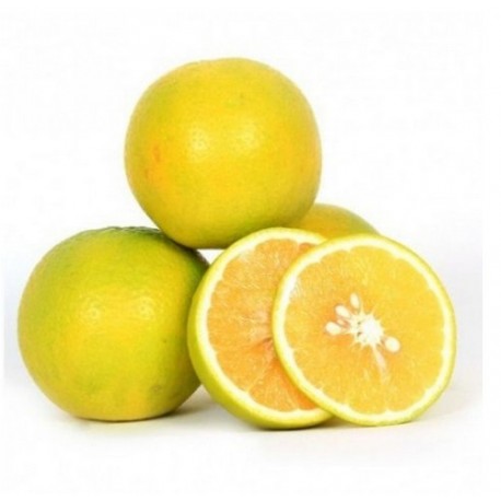 SWEET JUNA BAAR MINI MOSAMBI : 1 DOZEN