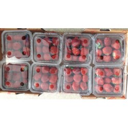 Strawberry Tray of 8 pkts