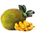 GREEN JACKFRUIT