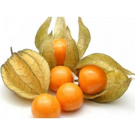 CAPE GOOSEBERRY BOX : 250 GM