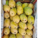 KESAR MANGO CASE : 20KG