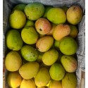 HAPUS MANGO CRATE : 20KG
