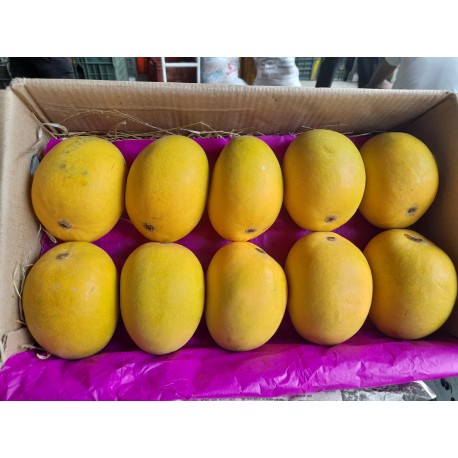 DEVGAD MANGO - JUMBO SIZE : 10 PCS