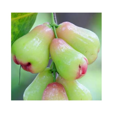 BROSE APPLE - BELL FRUIT - GREEN JAM FRUIT : 1KG