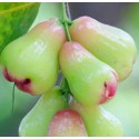 ROSE APPLE - BELL FRUIT - GREEN JAM FRUIT : 1KG