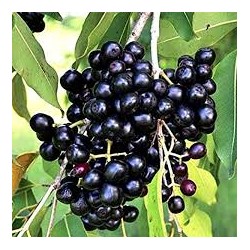 EXOTIC MINI JAMUN FRUIT BOX : 1KG