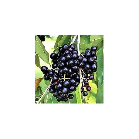 EXOTIC MINI JAMUN FRUIT BOX : 1KG