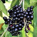 EXOTIC MINI JAMUN FRUIT BOX : 1KG