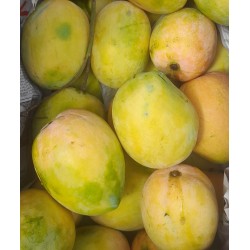 SWEET BIG RAJAPURI MANGO : 6 PCS