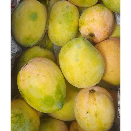 SWEET BIG RAJAPURI MANGO : 6 PCS