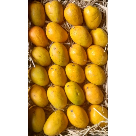 GAVRAN HAPUS MANGO : 1 DOZEN