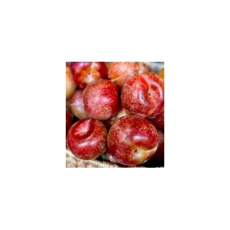 RED PLUM MARIPOSA FRUIT : 1KG