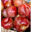 RED PLUM MARIPOSA FRUIT : 1KG