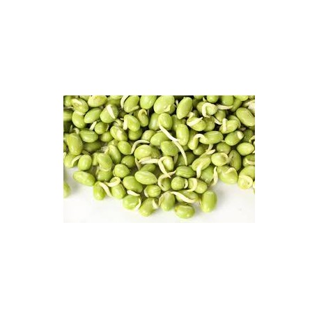 FRESH GREEN LIMA BEANS : 1KG