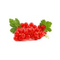 RED CURRANT FRUIT : 125 GM