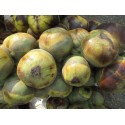 TADGOLA FRUIT : ORGANIC ICE APPLE : 5 BALLS