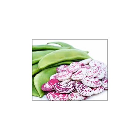 FRESH RED LIMA BEANS : 1KG