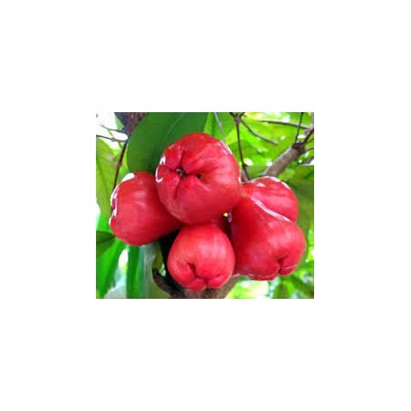 ROSE APPLE - RED JAM FRUIT : 1KG