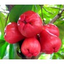 ROSE APPLE - RED JAM FRUIT : 1KG