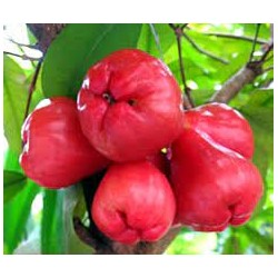 BUTTON  JAM FRUIT : 1KG