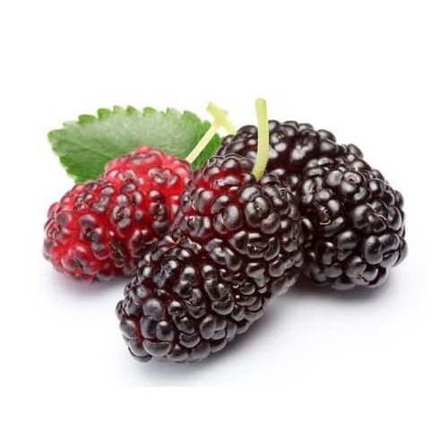 FRESH MULBERRY FRUIT GIFT BOX : 250 GM X 4 PKTS