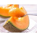 EXOTIC HONEYDEW MELON GIFT BOX : 1KG X 2 PCS