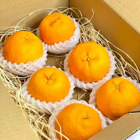 MANDARIN MINI ORANGES  GIFT BOX : 3KG