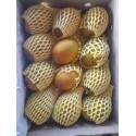 ALPHONSO MANGO GIFT BOX : 12 PCS