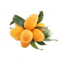 PLUM MANGO FROM THAILAND  : 1KG