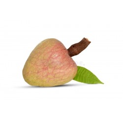 RAMPHAL FRUIT : 1KG