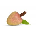 RAMPHAL FRUIT : 1KG