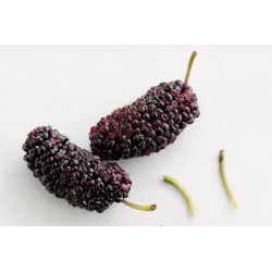 DRIED MULBERRY FRUIT BOX : 250 GM