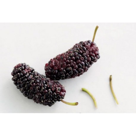 DRIED MULBERRY FRUIT BOX : 250 GM