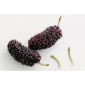 DRIED MULBERRY FRUIT BOX : 250 GM