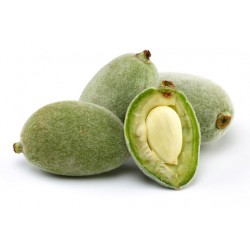 GREEN ALMOND BADAM FRUIT  : 1KG