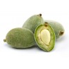 GREEN ALMOND BADAM FRUIT  : 500GM