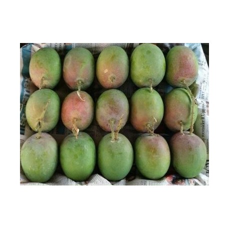 RAW ALPHONSO MANGO - MEDIUM SIZE : 4 DOZEN)