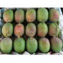 RAW ALPHONSO MANGO - MEDIUM SIZE : 4 DOZEN