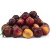SWEET CHERRY PLUM - ALUBUKHAR CRATE : 2.5 KG