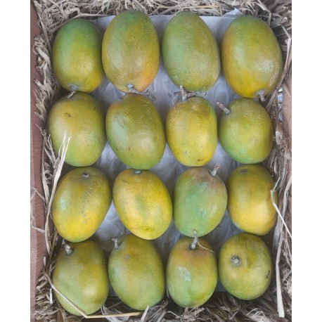PAYRI MANGO - AMRUT PAYRI - 1 DOZEN