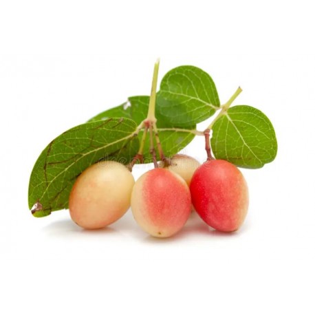 RED GREEN RAW KARONDA FRUIT : 1KG