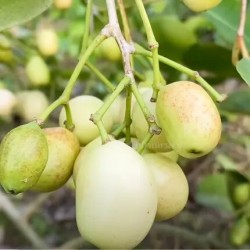 EXOTIC WHITE JAMUN FRUIT BOX : 1KG