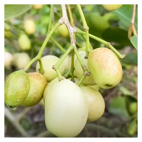 EXOTIC WHITE JAMUN FRUIT BOX : 1KG