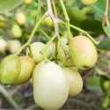 EXOTIC WHITE JAMUN FRUIT BOX : 1KG